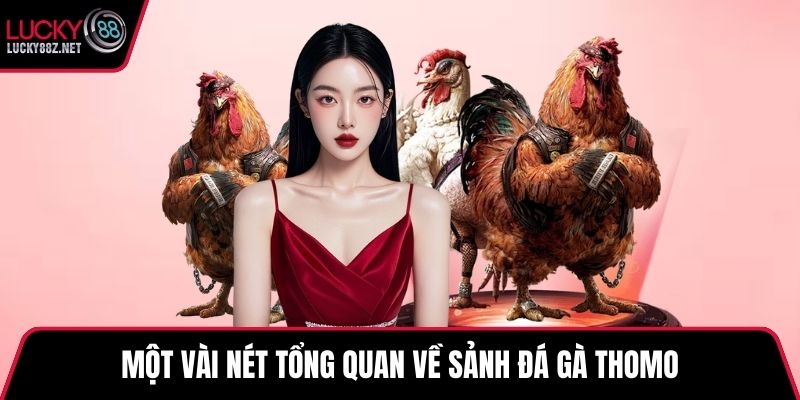 Một vài nét tổng quan về sảnh đá gà Thomo