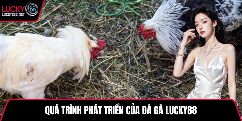 Quá trình phát triển của đá gà LUCKY88